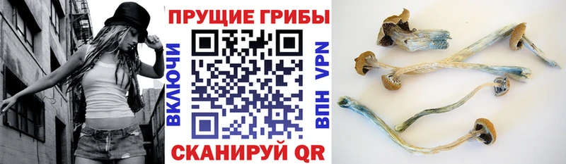Купить закладки  Североморск  Псилоцибиновые грибы Psilocybine cubensis 